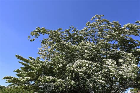 木名|庭木図鑑 植木ペディア